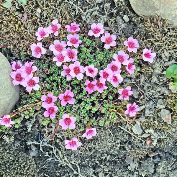 Saxifraga oppositifolia Svalbard Isfjorden 2016 RE a